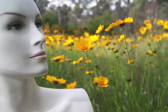 Isabella and The Season of Yellow Daisies.