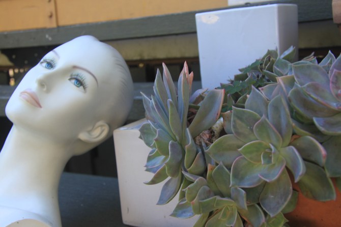 Isabella and The Succulents.