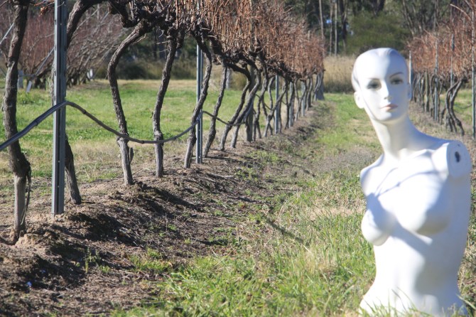 Isabella and The Grape Vine.